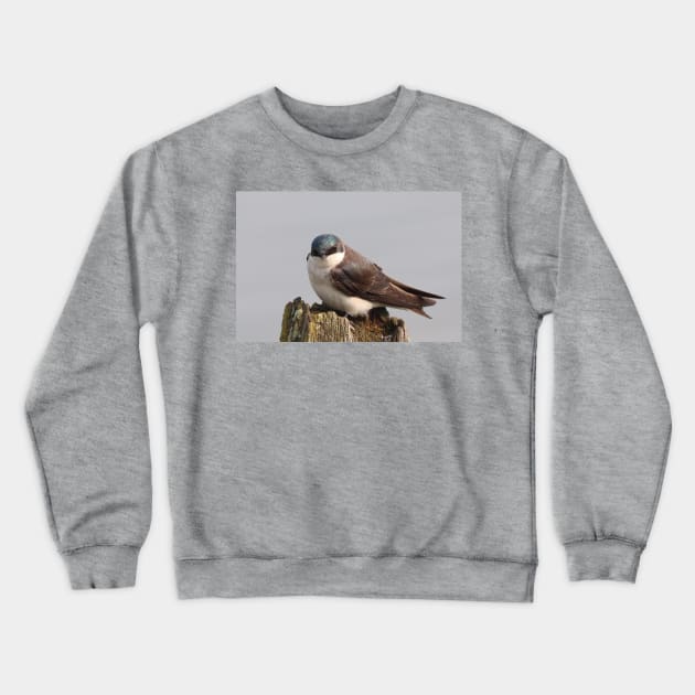 An Extremally Good-Looking Tree Swallow Crewneck Sweatshirt by Judy Geller